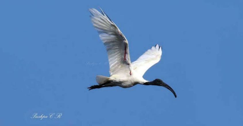 Black-headed Ibis